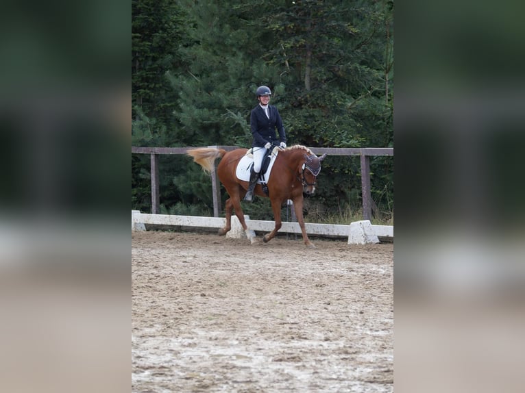 German Riding Pony Mare 5 years 14,1 hh Chestnut-Red in Remptendorf
