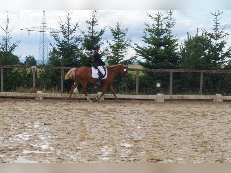 German Riding Pony Mare 5 years 14,1 hh Chestnut-Red in Remptendorf