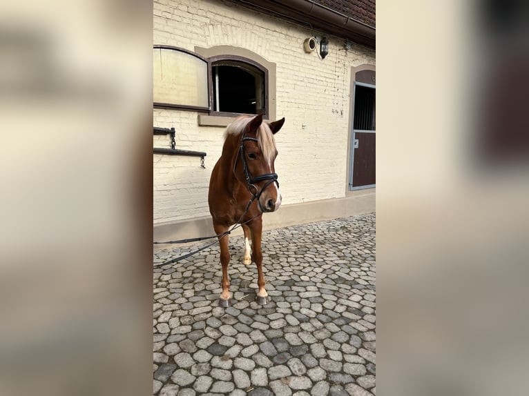 German Riding Pony Mare 5 years 14,1 hh Chestnut-Red in Remptendorf