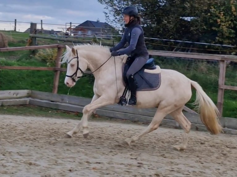 German Riding Pony Mare 5 years 14,1 hh Cremello in Waldfeucht