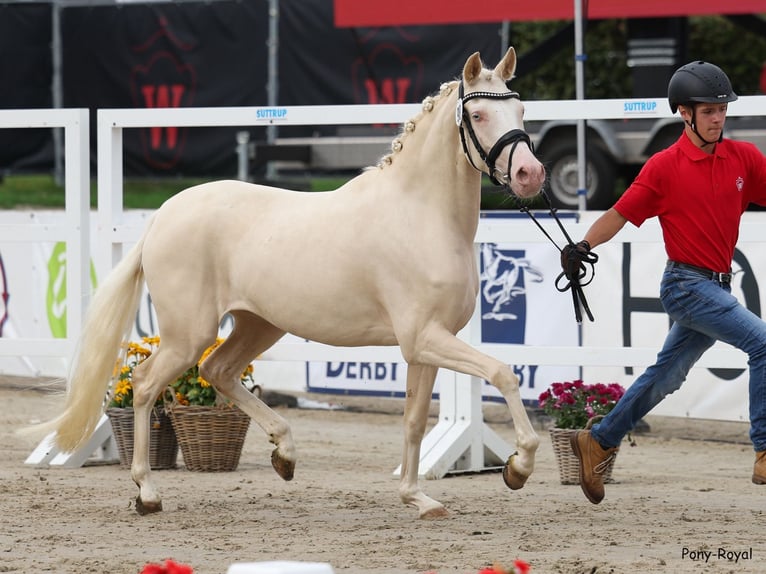 German Riding Pony Mare 5 years 14,1 hh Cremello in Waldfeucht