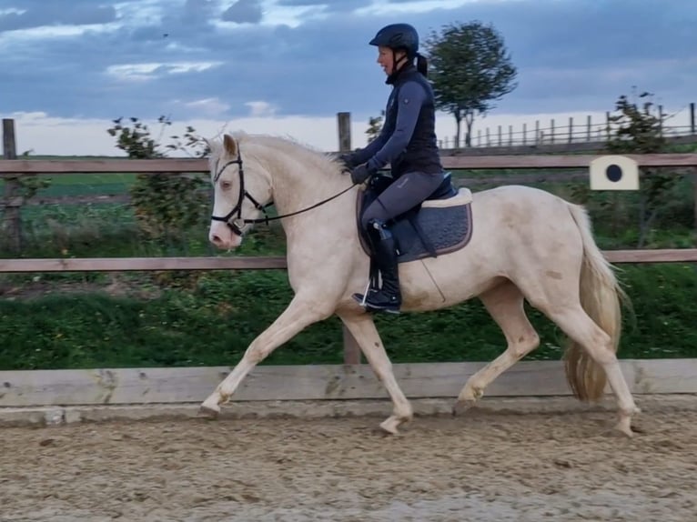 German Riding Pony Mare 5 years 14,1 hh Cremello in Waldfeucht
