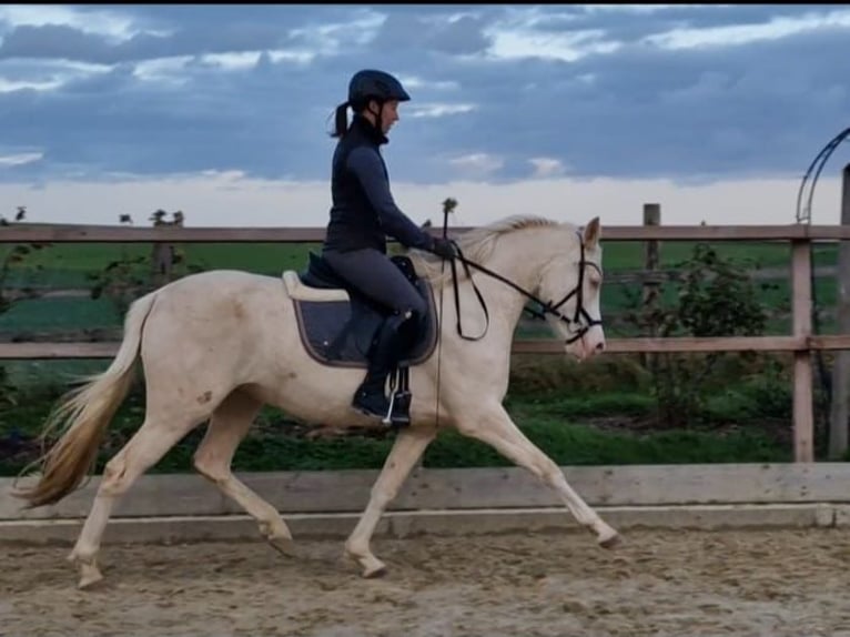 German Riding Pony Mare 5 years 14,1 hh Cremello in Waldfeucht