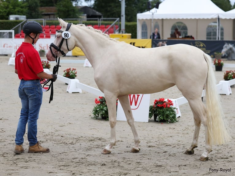 German Riding Pony Mare 5 years 14,1 hh Cremello in Waldfeucht