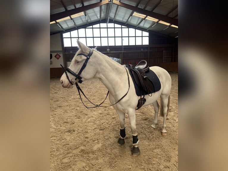 German Riding Pony Mare 5 years 14,1 hh Cremello in Hamburg German Riding Pony Mare 5 years 14,1 hh Cremello in Hamburg