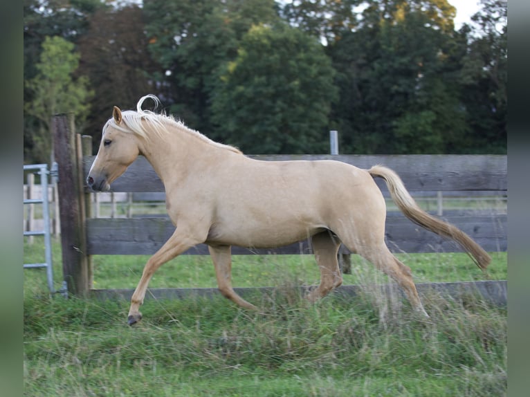 German Riding Pony Mare 5 years 14,1 hh in Nersingen