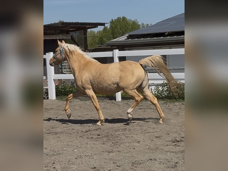 German Riding Pony Mare 5 years 14,1 hh in Nersingen