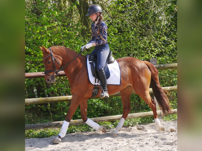 German Riding Pony Mare 5 years 14,1 hh in Dorsten