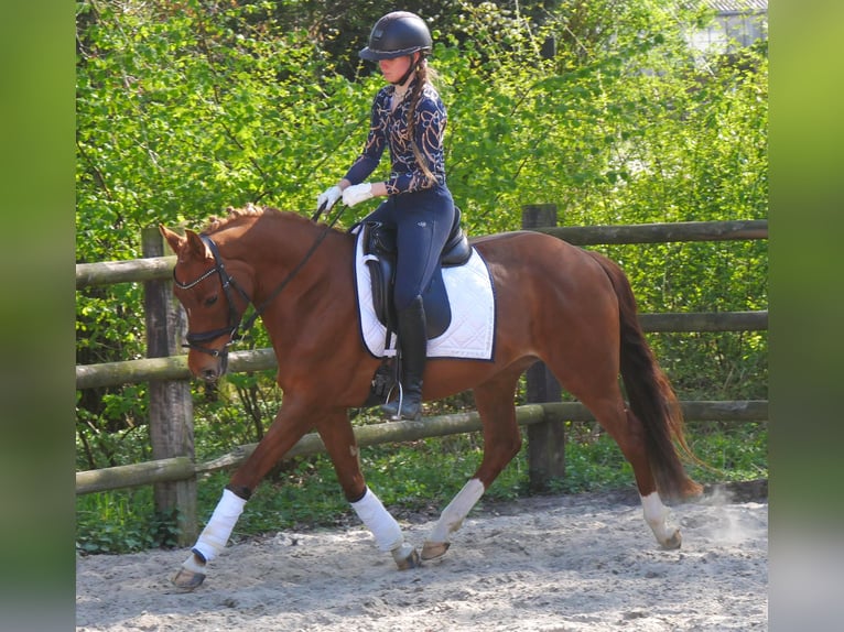 German Riding Pony Mare 5 years 14,1 hh in Dorsten