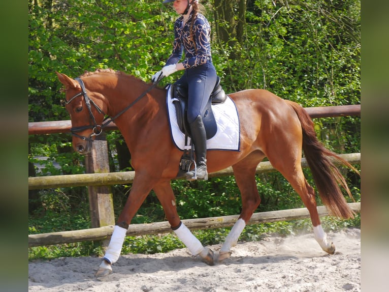 German Riding Pony Mare 5 years 14,1 hh in Dorsten