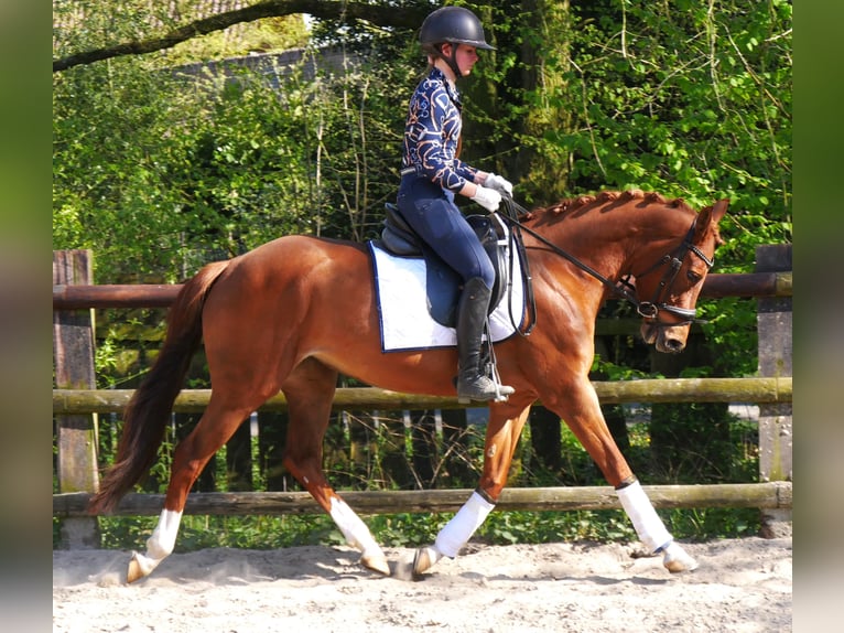 German Riding Pony Mare 5 years 14,1 hh in Dorsten