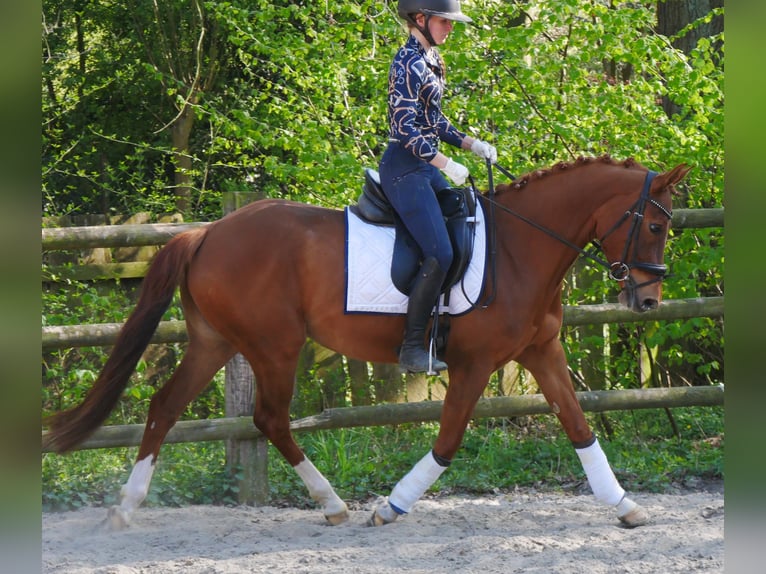 German Riding Pony Mare 5 years 14,1 hh in Dorsten