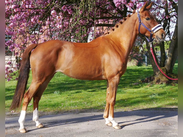 German Riding Pony Mare 5 years 14,1 hh in Dorsten