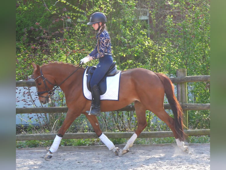 German Riding Pony Mare 5 years 14,1 hh in Dorsten
