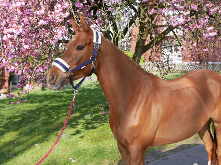 German Riding Pony Mare 5 years 14,1 hh in Dorsten