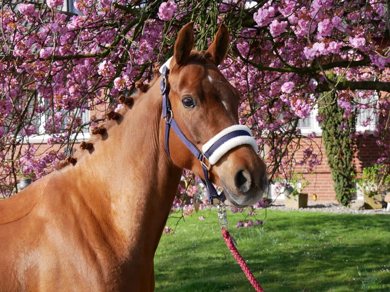 German Riding Pony Mare 5 years 14,1 hh in Dorsten