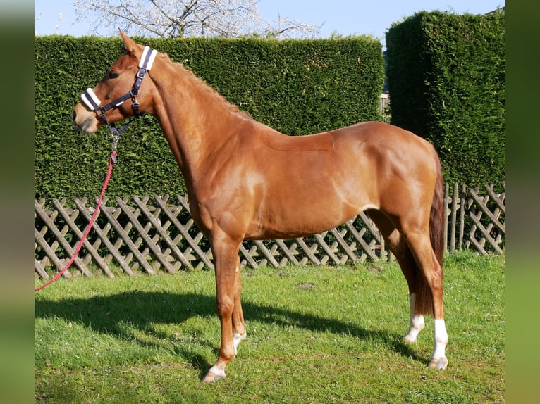 German Riding Pony Mare 5 years 14,1 hh in Dorsten