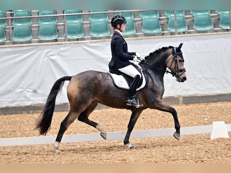 German Riding Pony Mare 5 years 14,1 hh Dun in Alfeld