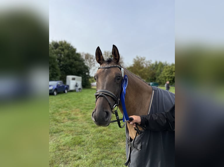 German Riding Pony Mare 5 years 14,1 hh Dun in Priborn