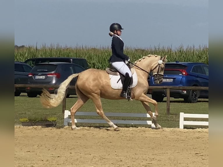 German Riding Pony Mare 5 years 14,1 hh Palomino in Achim