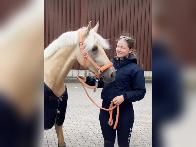 German Riding Pony Mare 5 years 14,1 hh Palomino in Achim German Riding Pony Mare 5 years 14,1 hh Palomino in Achim