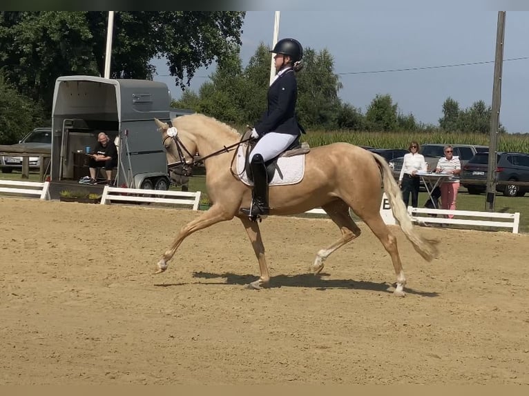 German Riding Pony Mare 5 years 14,1 hh Palomino in Achim