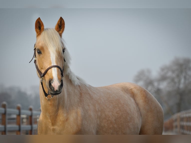 German Riding Pony Mare 5 years 14,1 hh Palomino in Fraunberg
