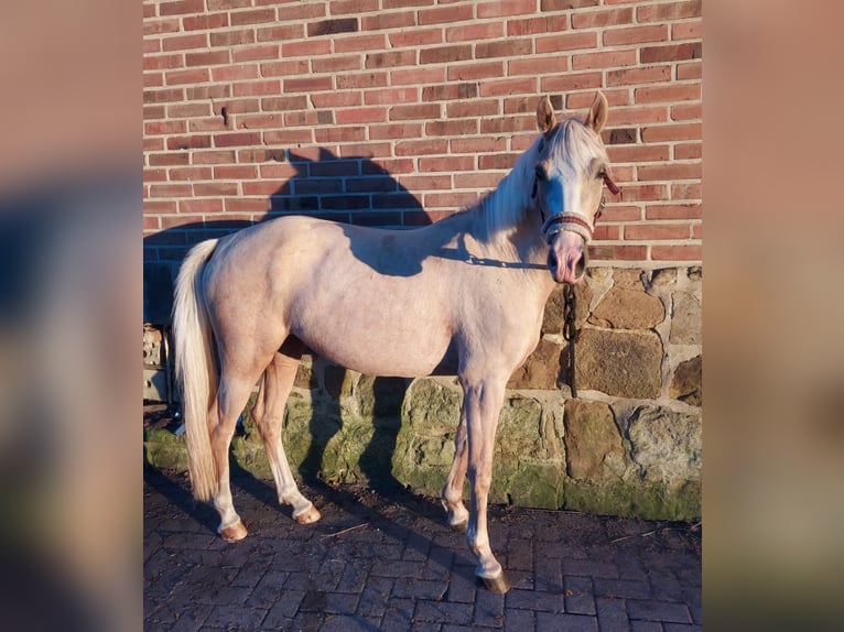 German Riding Pony Mix Mare 5 years 14,1 hh Palomino in F&#xFC;rstenau