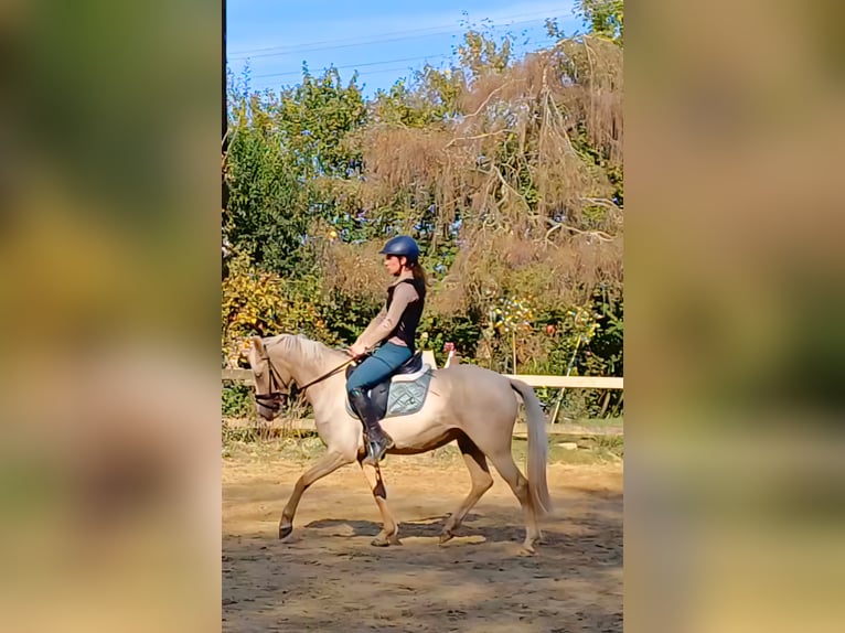 German Riding Pony Mix Mare 5 years 14,1 hh Palomino in F&#xFC;rstenau