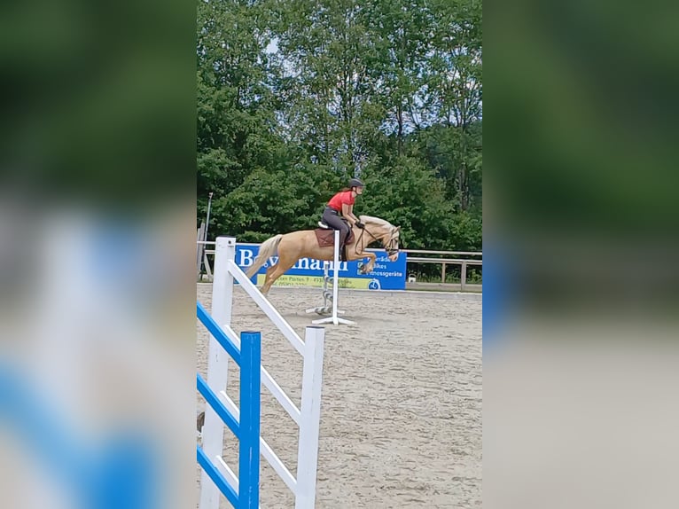 German Riding Pony Mix Mare 5 years 14,1 hh Palomino in F&#xFC;rstenau