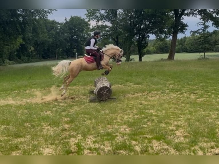 German Riding Pony Mix Mare 5 years 14,1 hh Palomino in F&#xFC;rstenau