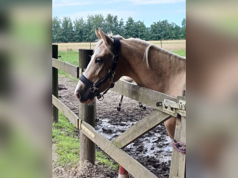 German Riding Pony Mix Mare 5 years 14,1 hh Palomino in F&#xFC;rstenau