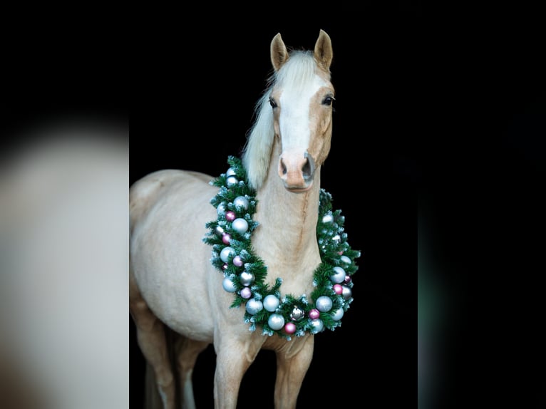 German Riding Pony Mix Mare 5 years 14,1 hh Palomino in F&#xFC;rstenau
