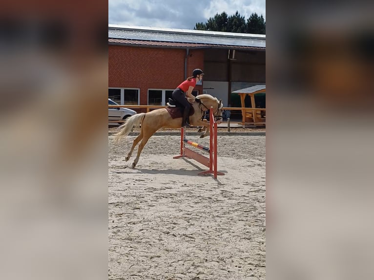 German Riding Pony Mix Mare 5 years 14,1 hh Palomino in F&#xFC;rstenau