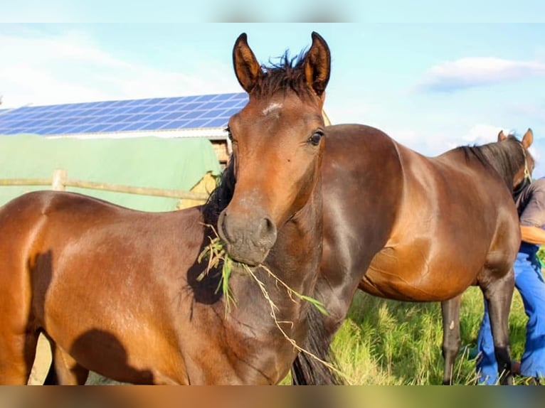 German Riding Pony Mare 5 years 14,1 hh Smoky-Black in Embsen