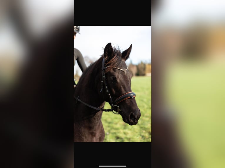 German Riding Pony Mare 5 years 14,2 hh Bay-Dark in Teltow