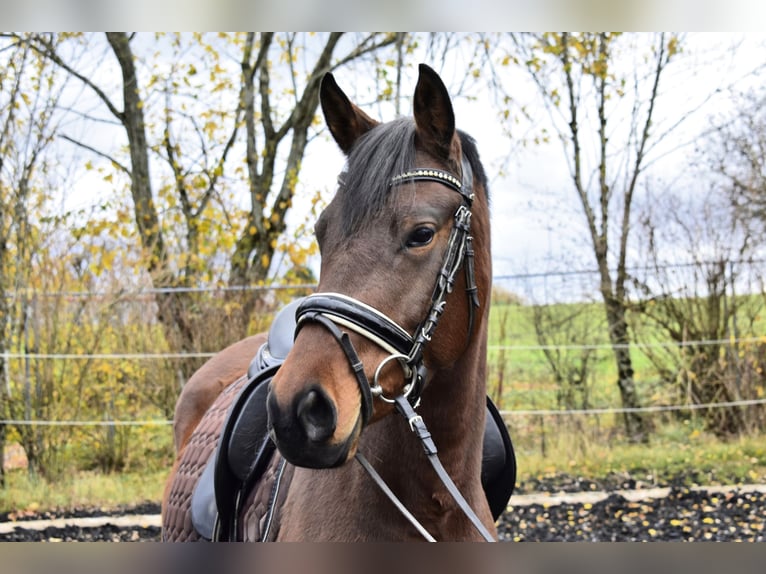 German Riding Pony Mare 5 years 14,2 hh Brown in Osburg
