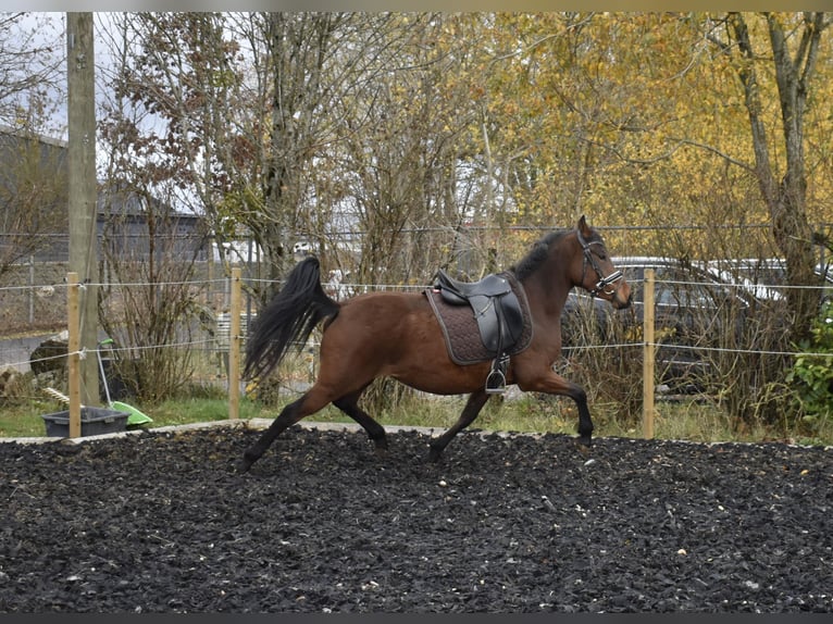 German Riding Pony Mare 5 years 14,2 hh Brown in Osburg