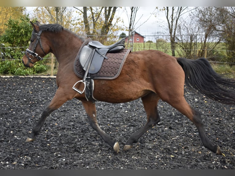 German Riding Pony Mare 5 years 14,2 hh Brown in Osburg