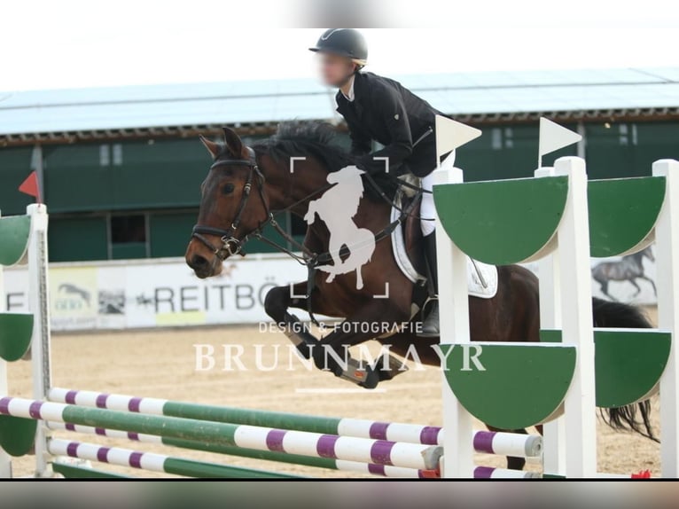 German Riding Pony Mix Mare 5 years 14,2 hh Brown in Achenkirch