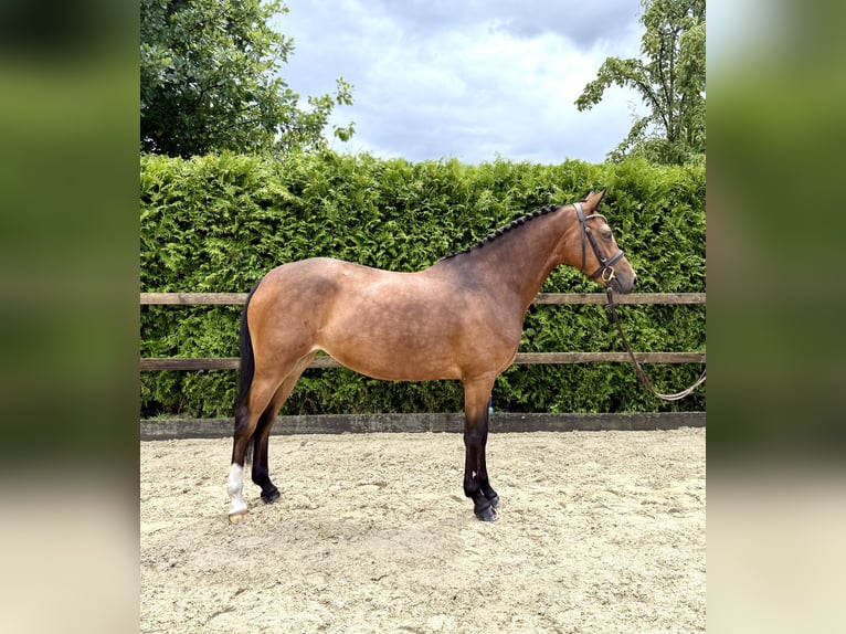 German Riding Pony Mare 5 years 14,2 hh Brown in Lohne (Oldenburg)