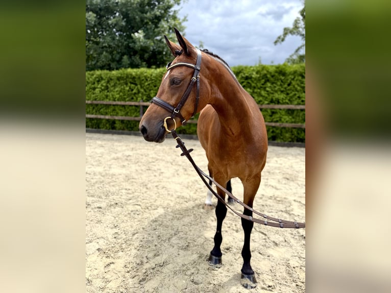 German Riding Pony Mare 5 years 14,2 hh Brown in Lohne (Oldenburg)