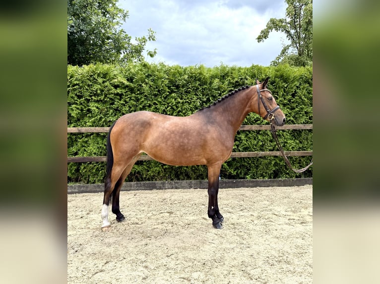 German Riding Pony Mare 5 years 14,2 hh Brown in Lohne (Oldenburg)
