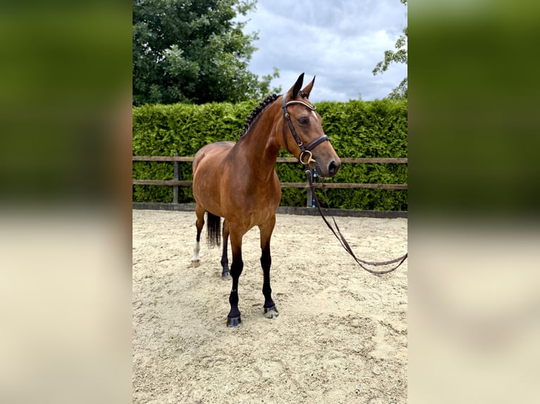 German Riding Pony Mare 5 years 14,2 hh Brown in Lohne (Oldenburg)