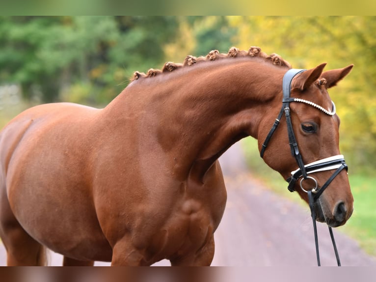 German Riding Pony Mare 5 years 14,2 hh Chestnut-Red in Kamern