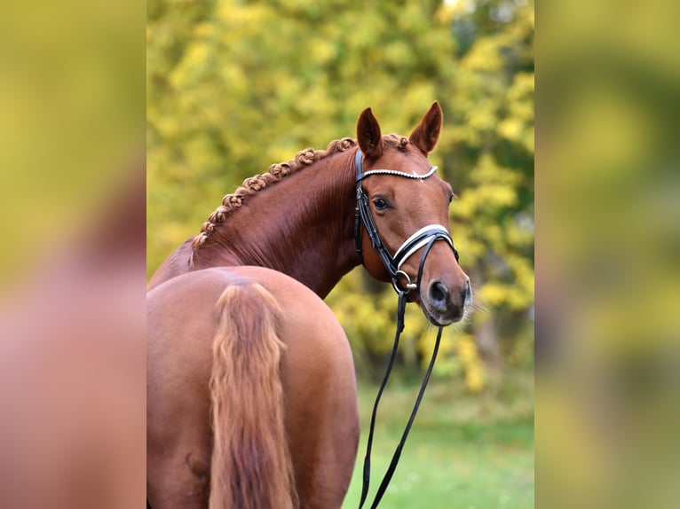 German Riding Pony Mare 5 years 14,2 hh Chestnut-Red in Kamern
