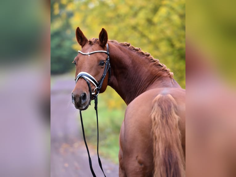 German Riding Pony Mare 5 years 14,2 hh Chestnut-Red in Kamern