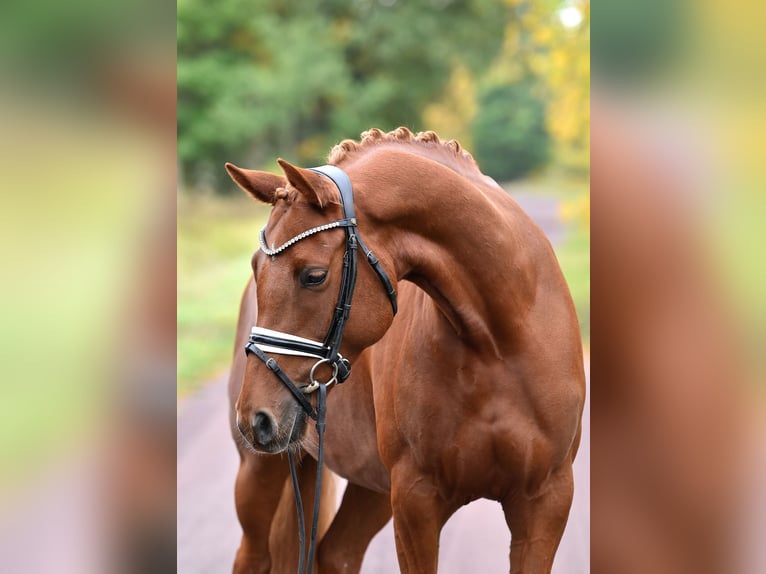 German Riding Pony Mare 5 years 14,2 hh Chestnut-Red in Kamern