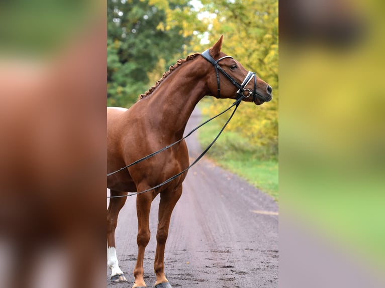German Riding Pony Mare 5 years 14,2 hh Chestnut-Red in Kamern