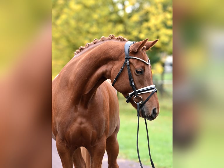 German Riding Pony Mare 5 years 14,2 hh Chestnut-Red in Kamern